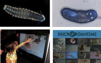 Illustrations of some of the imagery captured from a Digital Cinema Microscope